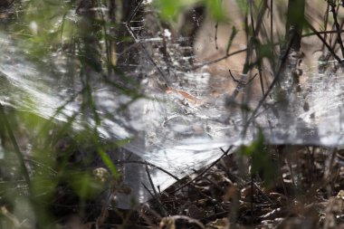 nautina orman doğa üzerinde