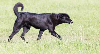 Kara köpek doğada