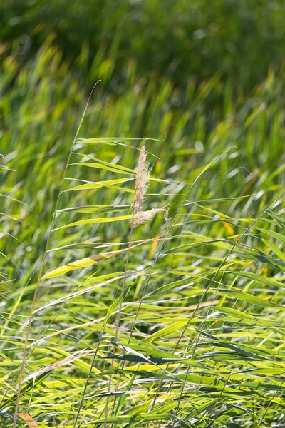 Arka plan olarak doğada bulrush — Stok fotoğraf