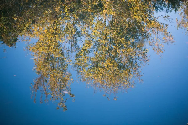 Reflectie op het water de bomen in de herfst van buiten — Stockfoto