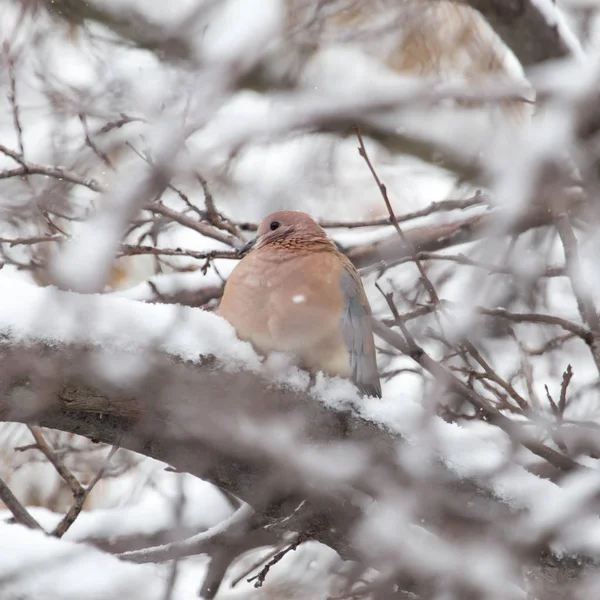 鳥鳩冬の自然 — ストック写真
