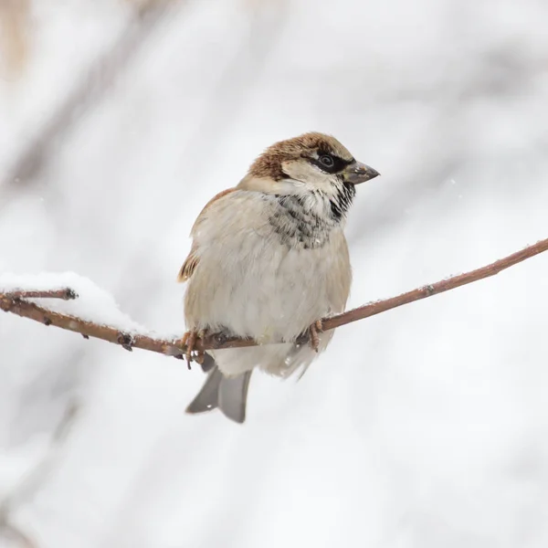 Mus winter aard — Stockfoto