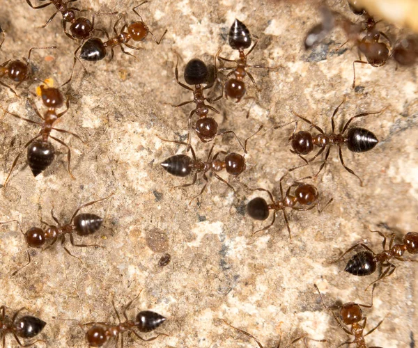 Ants on the ground. close — Stock Photo, Image