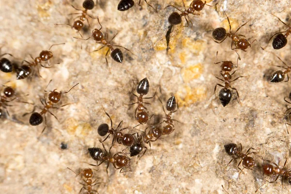 Formigas no chão. fechar — Fotografia de Stock