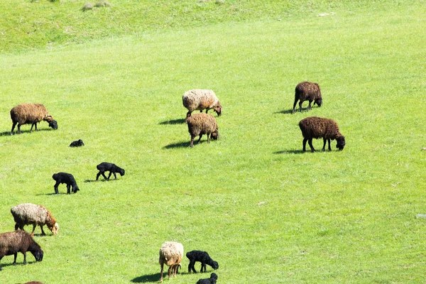 Ovelhas no pasto sobre a natureza — Fotografia de Stock