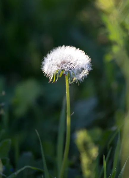 Bud paardebloem op aard — Stockfoto