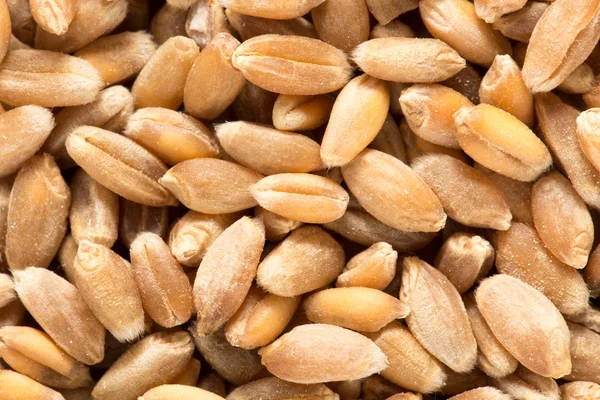 Wheat grain as background — Stock Photo, Image