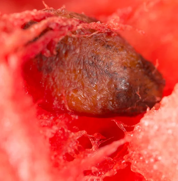 Watermelon. super macro — Stock Photo, Image