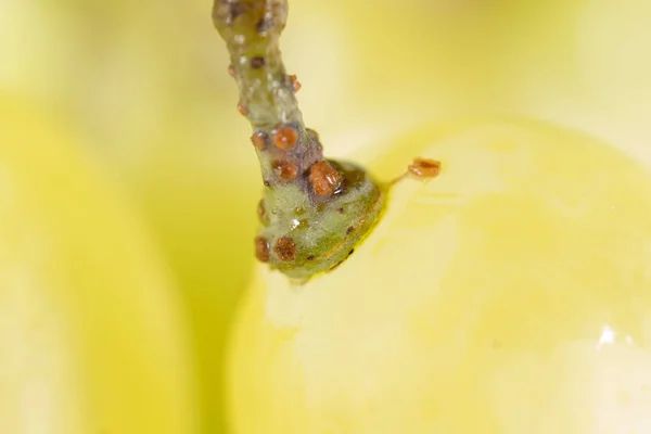 Grapes. super macro — Stock Photo, Image