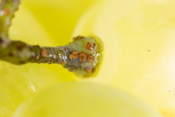 Grapes. super macro — Stock Photo, Image