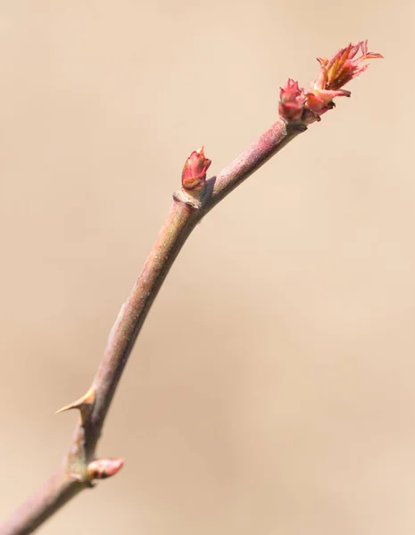 Červené listy na větvi stromu na jaře — Stock fotografie