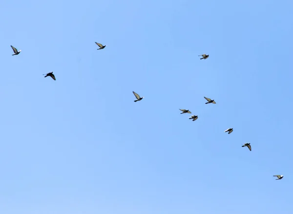 Un troupeau de pigeons dans le ciel — Photo