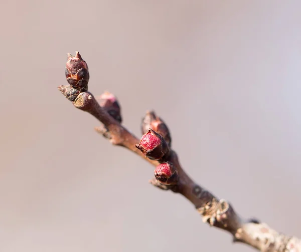 Flower bud on a tree — Stock Photo, Image