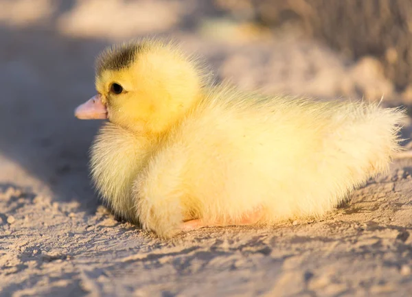 Little duckling in nature — Stock Photo, Image