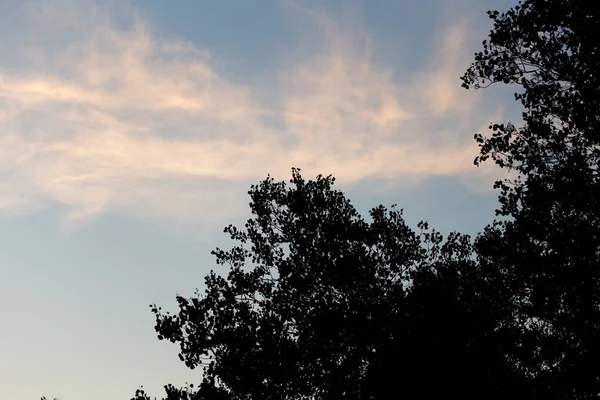 Gałąź drzewa na tle świtu — Zdjęcie stockowe