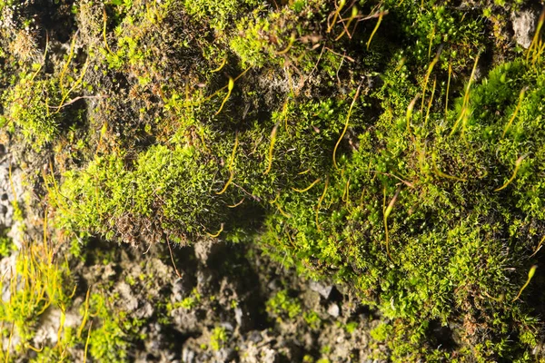 Musgo verde sobre la naturaleza. primer plano —  Fotos de Stock