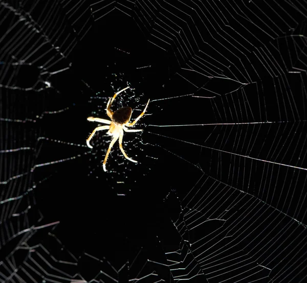 Spinne nachts im Netz — Stockfoto