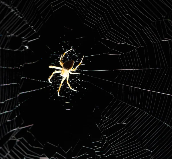 Araignée sur la toile la nuit — Photo