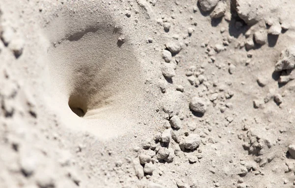 Insect traps in the sand — Stock Photo, Image