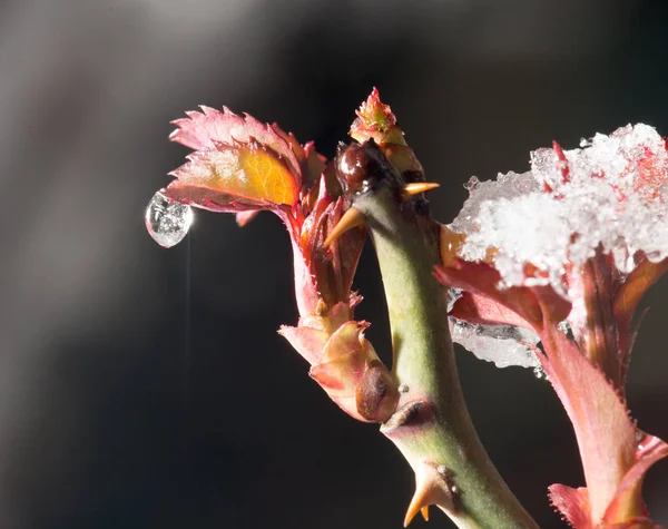 Feuille rouge dans la neige au printemps. gros plan — Photo