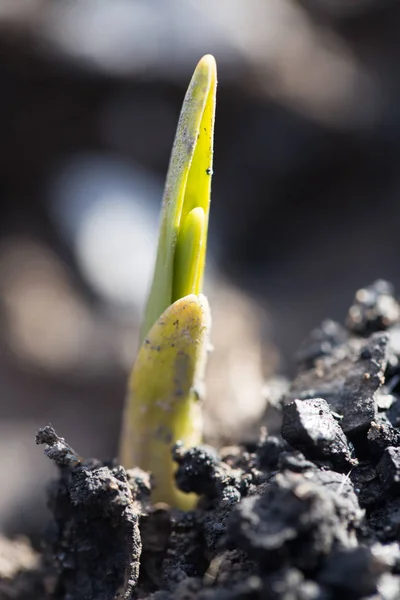 Flucht kleinen Knoblauch nach Schnee. Makro — Stockfoto