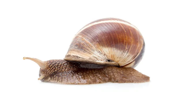 Snail on a white background. super macro — Stock Photo, Image