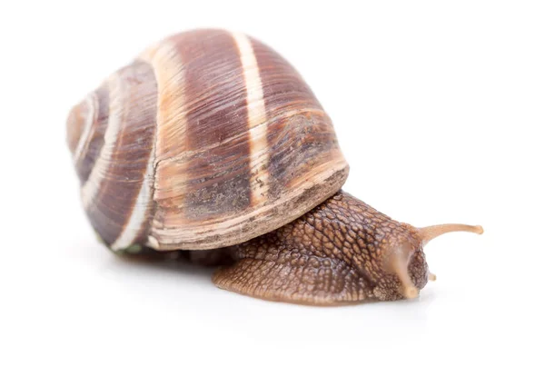 Caracol sobre um fundo branco. super macro — Fotografia de Stock