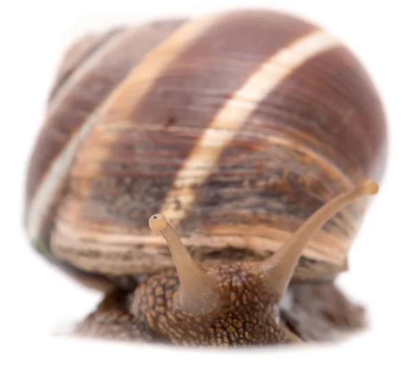 Snail on a white background. super macro — Stock Photo, Image