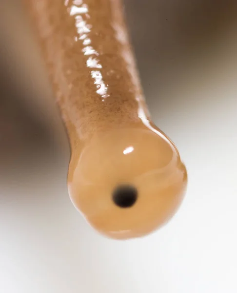 หอยทากตา ซุปเปอร์มาโคร — ภาพถ่ายสต็อก
