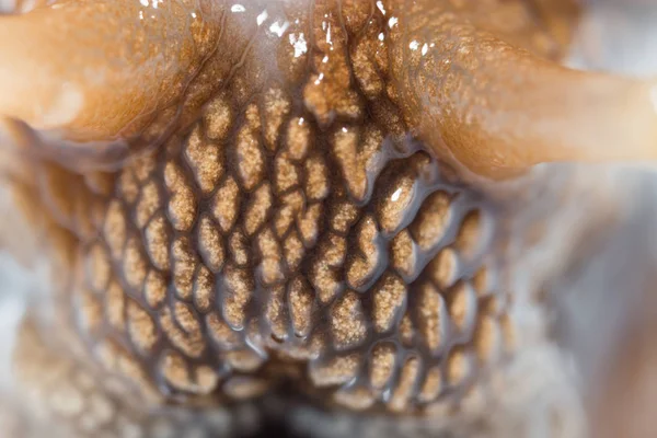 Escargot Cuir Comme Fond Super Macro Dans Parc Dans Nature — Photo