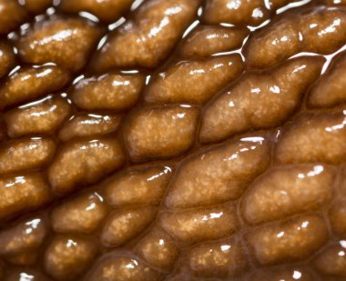 Arka plan olarak deri salyangoz. Super makro