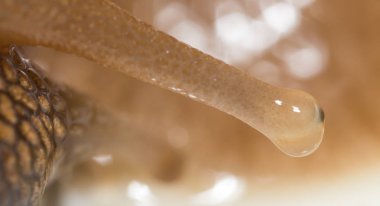 göz salyangoz. Super makro