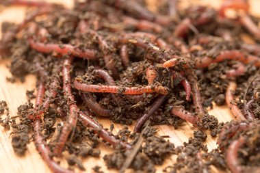 ahşap tahta üzerinde solucan