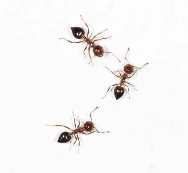 Beyaz duvardaki karıncalar