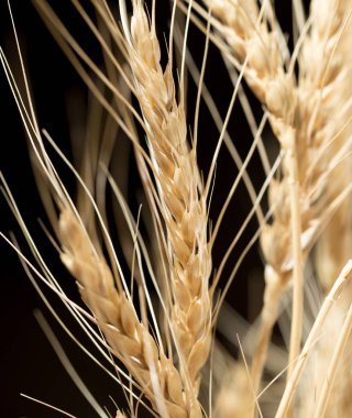 Siyah arka planda buğday kulakları