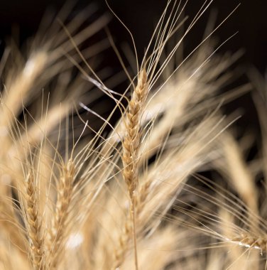 Siyah arka planda buğday kulakları