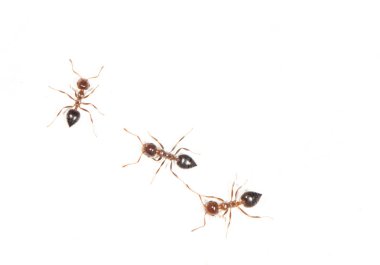 Karıncalar üzerinde beyaz bir duvar. Kapat