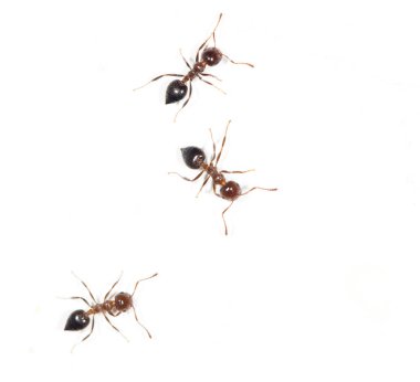 Karıncalar üzerinde beyaz bir duvar. Kapat