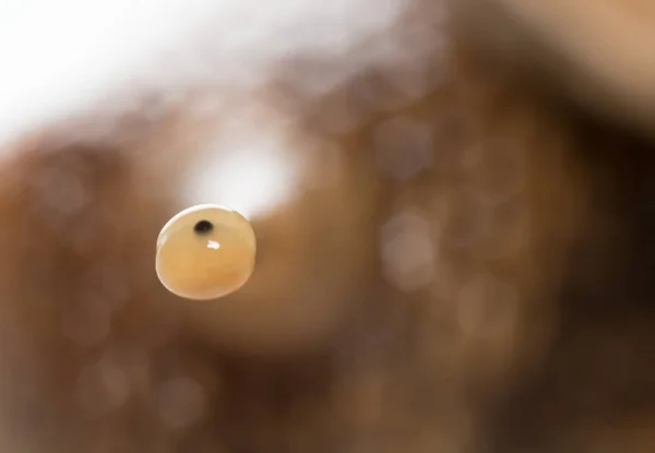 Oko ślimaki. super makro — Zdjęcie stockowe