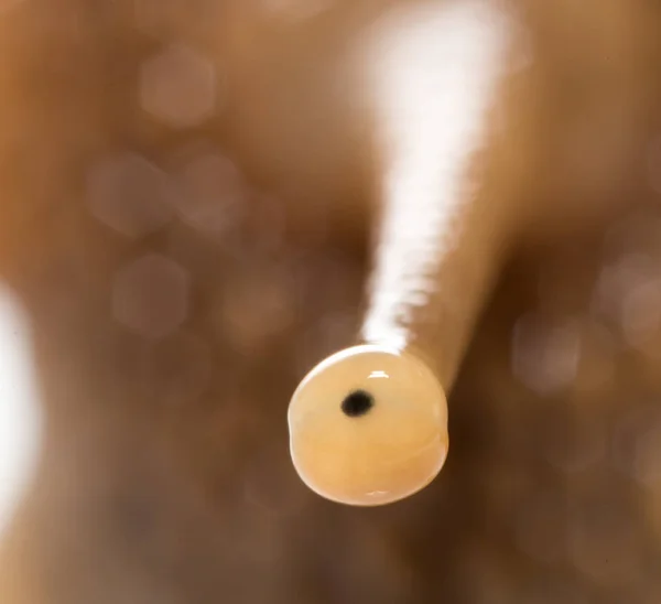 หอยทากตา ซุปเปอร์มาโคร — ภาพถ่ายสต็อก