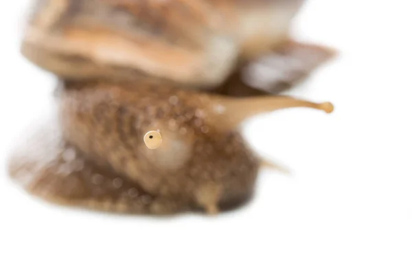 Caracol sobre um fundo branco. super macro — Fotografia de Stock