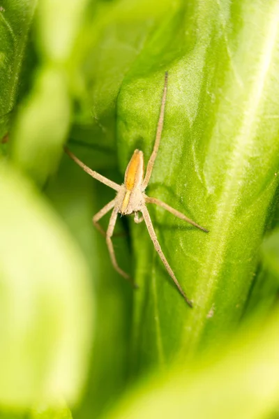 Spider on a green leaf. close-up — Stock Photo, Image