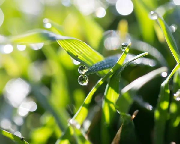 Gotas de orvalho na grama — Fotografia de Stock