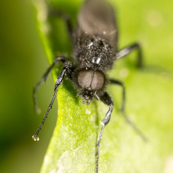 Portrait d'une mouche sur une feuille verte. fermer — Photo