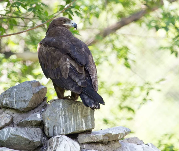 Bird hawk nature — Stock Photo, Image