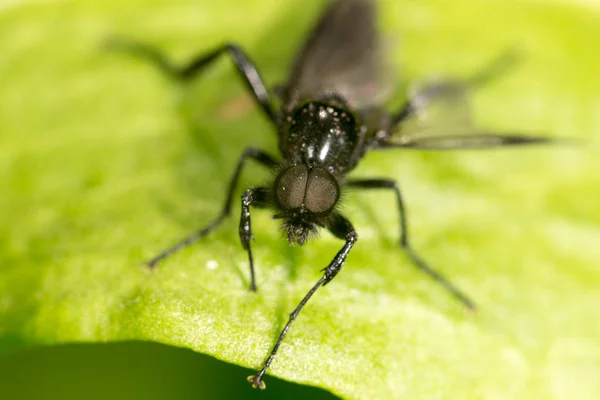 Retrato de uma mosca em uma folha verde. fechar — Fotografia de Stock