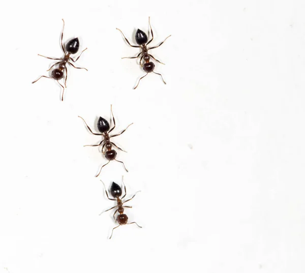 Mieren op een witte muur — Stockfoto