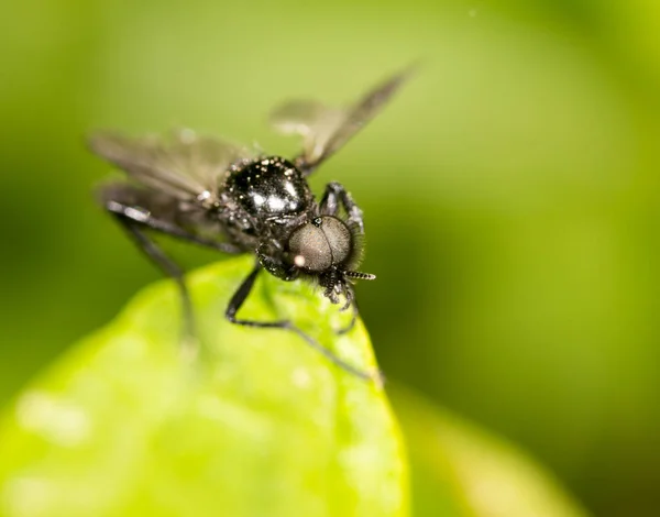 Retrato de uma mosca em uma folha verde. fechar — Fotografia de Stock