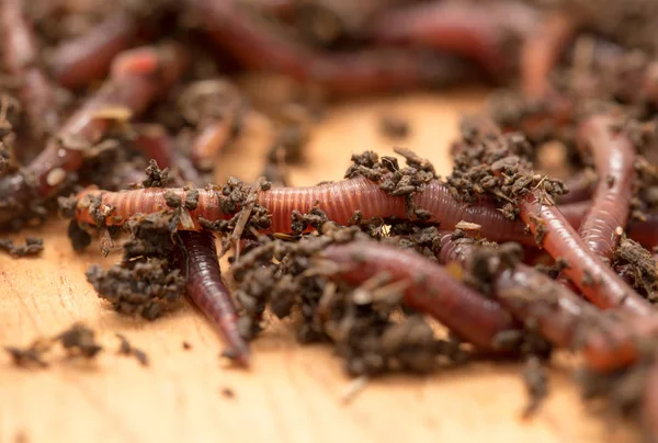 Worm on wooden board — Stock Photo, Image