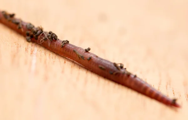 Wurm auf Holzbrett — Stockfoto